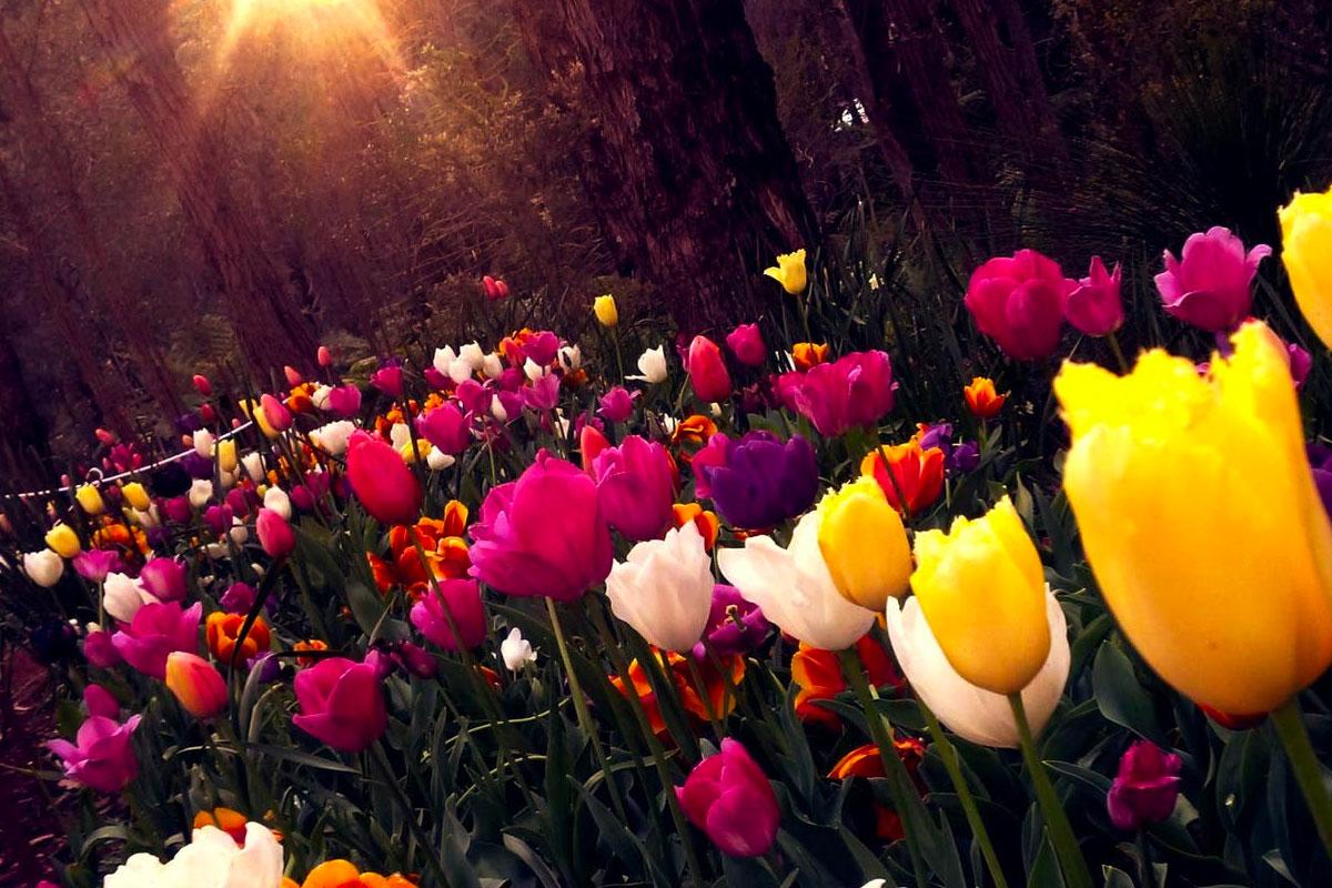 Why you should have your AC unit serviced each spring