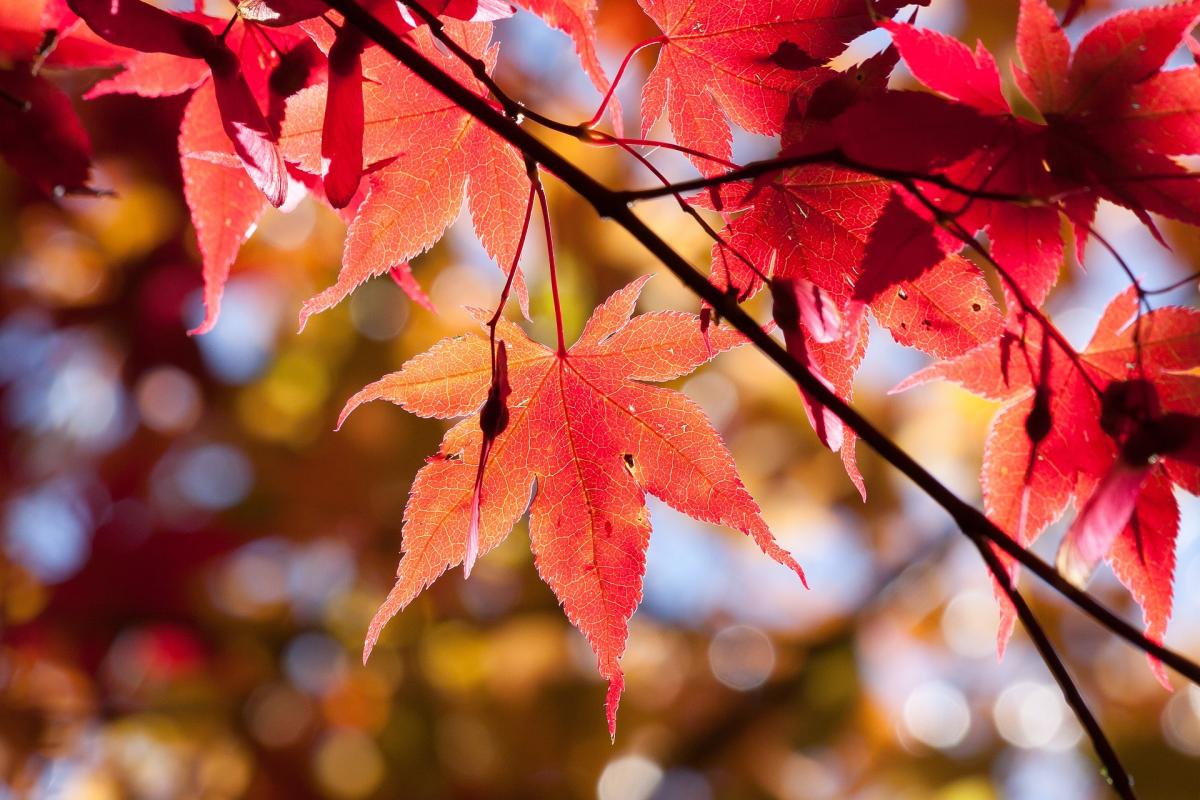Fall is here! Time to get your furnace serviced by a pro